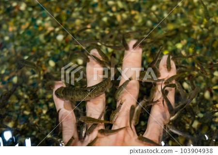 醫生魚聚在手 醫生魚聚在手 103904938