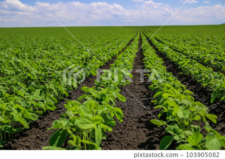 Soybean field ripening at spring season, agricultural landscape Soybean field ripening at spring season, agricultural landscape 103905082