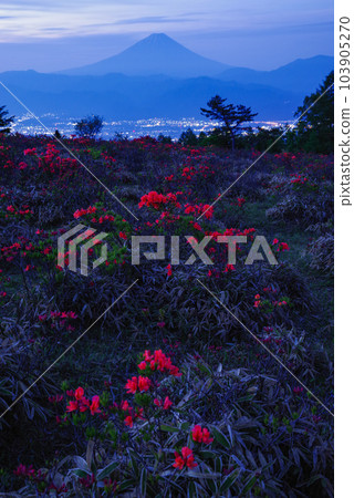 遠程杜鵑花阿瑪瑞山 103905270