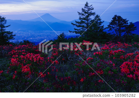 遠程杜鵑花阿瑪瑞山 103905282