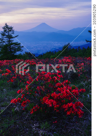 遠程杜鵑花阿瑪瑞山 遠程杜鵑花阿瑪瑞山 103905290