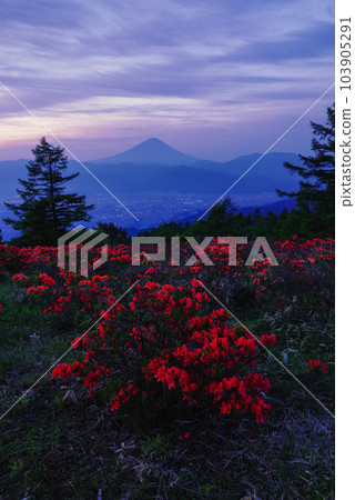 遠程杜鵑花阿瑪瑞山 遠程杜鵑花阿瑪瑞山 103905291