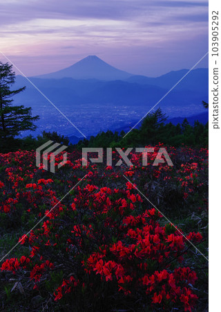 Ranged azalea Amari Mt. Ranged azalea Amari Mt. 103905292