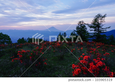 Ranged azalea Amari Mt. Ranged azalea Amari Mt. 103905319