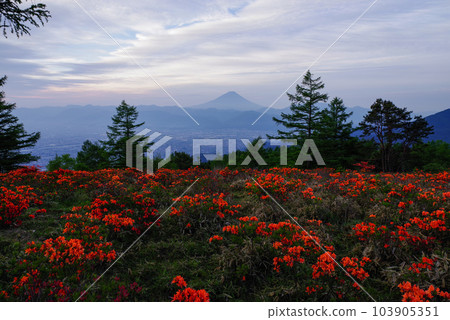 遠程杜鵑花阿瑪瑞山 遠程杜鵑花阿瑪瑞山 103905351