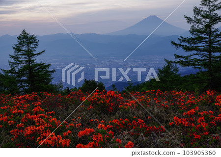 Ranged azalea Amari Mt. Ranged azalea Amari Mt. 103905360