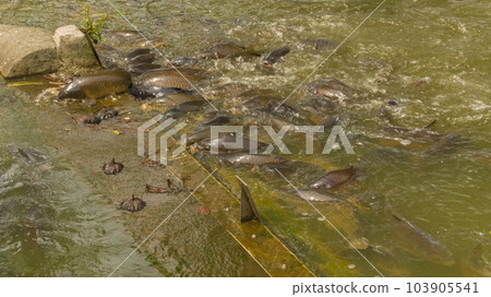 Carp swarming for food at Shinobazu Pond Carp swarming for food at Shinobazu Pond 103905541
