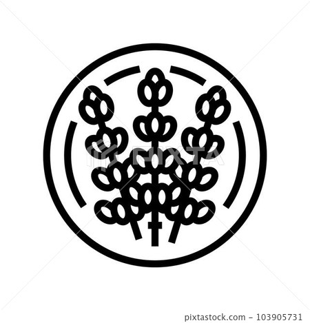 lavender cosmetic plant line icon vector illustration 103905731