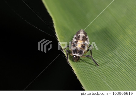 Creatures, insects, larvae. Both parent and child eat aphids, a friend of farmers and gardeners Creatures, insects, larvae. Both parent and child eat aphids, a friend of farmers and gardeners 103906619