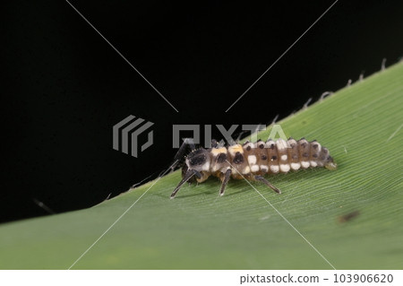 Creatures, insects, larvae. Gray with white lines and large and small black dots Creatures, insects, larvae. Gray with white lines and large and small black dots 103906620