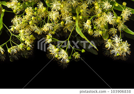 Lots of linden or tilia flowers and leaves on an isolated black background. Medicinal plants commonly make tea for colds Lots of linden or tilia flowers and leaves on an isolated black background. Medicinal plants commonly make tea for colds 103906838