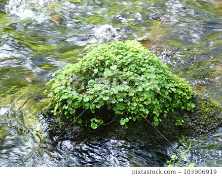 水和水生植物 103906919