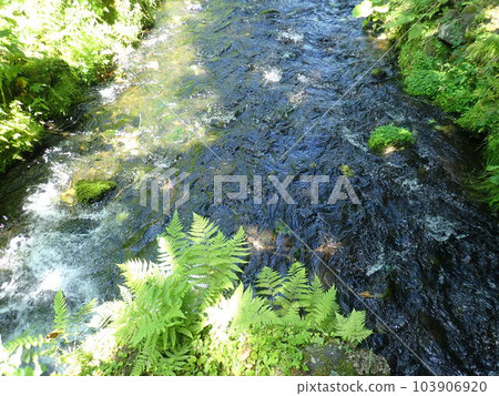 蕨類植物和河流 103906920