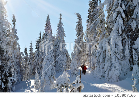 Backcountry skiers enjoying winter first snow Backcountry skiers enjoying winter first snow 103907166