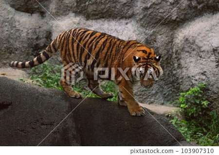 Amur tiger cub on the cliff (1.5 years old) Amur tiger cub on the cliff (1.5 years old) 103907310