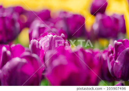 Magenta tulips spring blossoming, bokeh flower background, pastel and soft floral card, selective focus 103907496