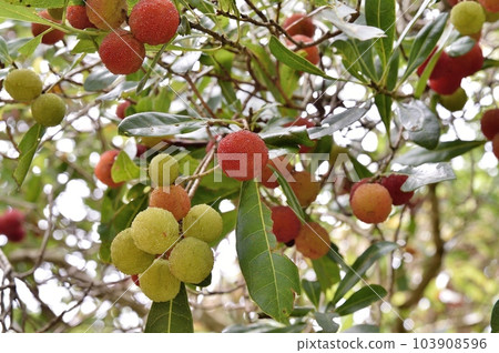 Fruit of a bamboo grove Fruit of a bamboo grove 103908596