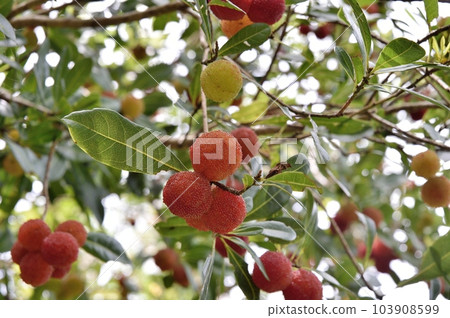 Fruit of a bamboo grove Fruit of a bamboo grove 103908599