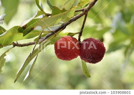Fruit of a bamboo grove Fruit of a bamboo grove 103908601