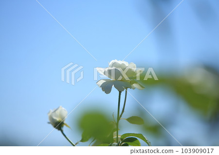 Arao City Ominous Citizen Flower Bed Rose Flower, Arao City Ominous Citizen Flower Bed Rose Flower, 103909017