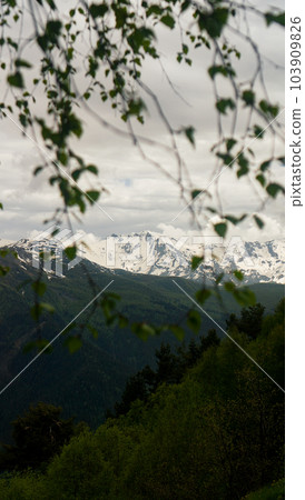 The peak of mountains, Caucasus mountain range, seen through birch branches The peak of mountains, Caucasus mountain range, seen through birch branches 103909826