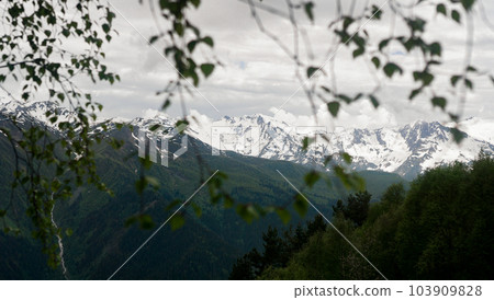 The peak of mountains, Caucasus mountain range, seen through birch branches The peak of mountains, Caucasus mountain range, seen through birch branches 103909828