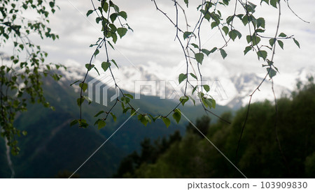 The peak of mountains, Caucasus mountain range, seen through birch branches 103909830