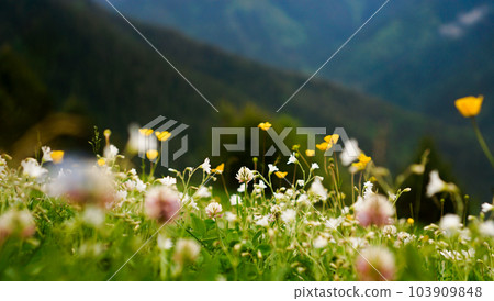Flower meadow. Blurred spring background. Bright colors, summer mood Flower meadow. Blurred spring background. Bright colors, summer mood 103909848