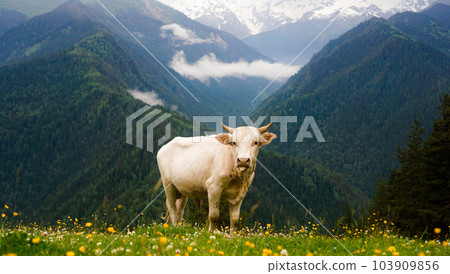 Cows eating fresh grass in mountain valley. Snow-capped mountain peaks 103909856
