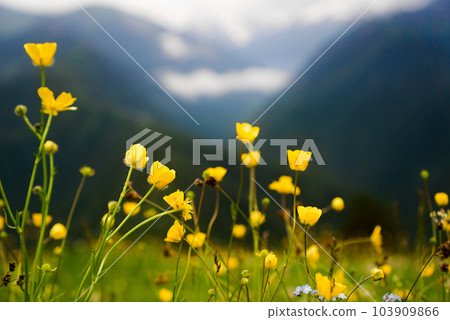 Beautiful flower meadow and snowcapped mountains on a blurred background Beautiful flower meadow and snowcapped mountains on a blurred background 103909866