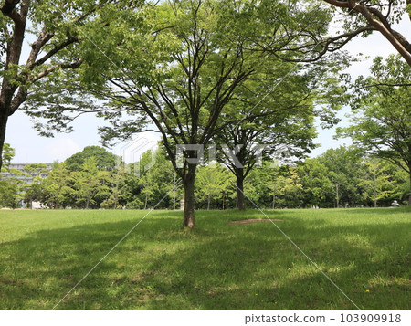 June Shinryoku, Seishin Chuo Park, Kobe City, Nishi Ward, 距離公園站 5 分鐘 103909918