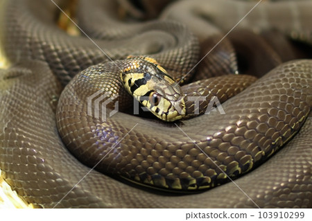 Snake. Ringed snake. Water Snake. Snake. Reptile. Reptilian. Snake in nature. Snake photography. World Snake Day. July 16th. Snake. Ringed snake. Water Snake. Snake. Reptile. Reptilian. Snake in nature. Snake photography. World Snake Day. July 16th. 103910299