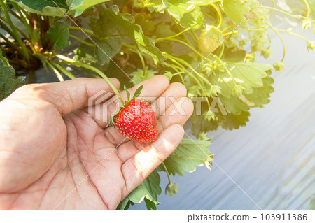 Close up man harvesting big fresh red Strawberry on a hand in a farm. 103911386