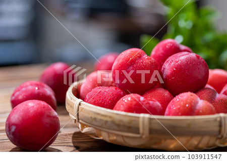 日本梅花(李子) 日本梅花(李子) 103911547