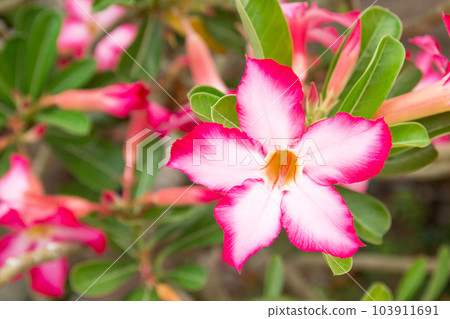 Impala Lily or Desert Rose or Mock Azalea, beautiful pink flower in garden. 103911691