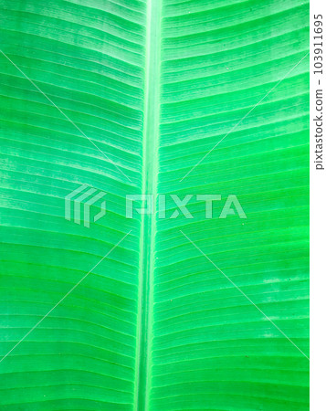Texture background of backlight fresh green Leaf. 103911695