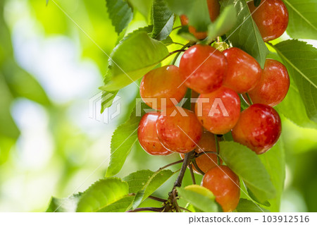Red Ripe Cherries (Sato Nishiki) Cherry Picking Higashine City, Yamagata Prefecture 103912516
