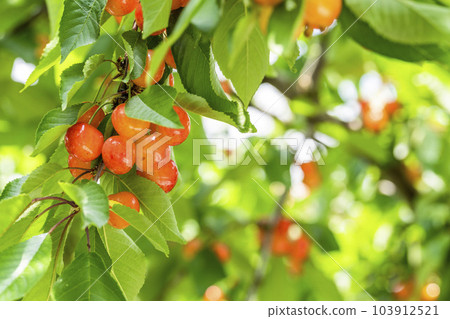 Red Ripe Cherries (Sato Nishiki) Cherry Picking Higashine City, Yamagata Prefecture 103912521