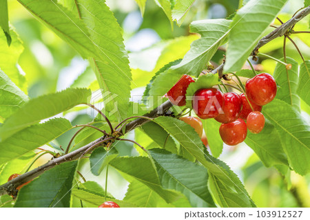 紅成熟的櫻桃（佐藤錦） 櫻桃採摘 山形縣東根市 103912527