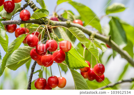 紅成熟的櫻桃（佐藤錦） 櫻桃採摘 山形縣東根市 103912534