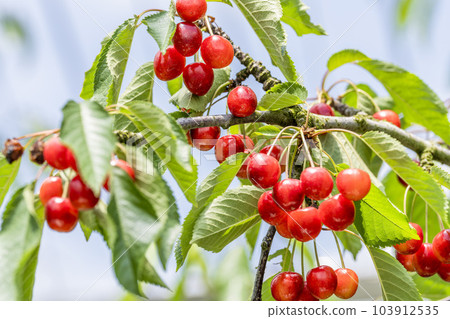 Red Ripe Cherries (Sato Nishiki) Cherry Picking Higashine City, Yamagata Prefecture Red Ripe Cherries (Sato Nishiki) Cherry Picking Higashine City, Yamagata Prefecture 103912535