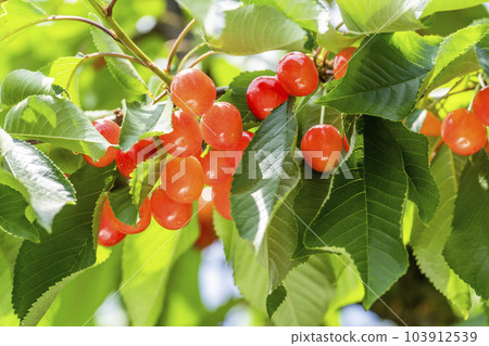 紅成熟的櫻桃(佐藤錦) 櫻桃採摘 山形縣東根市 紅成熟的櫻桃(佐藤錦) 櫻桃採摘 山形縣東根市 103912539