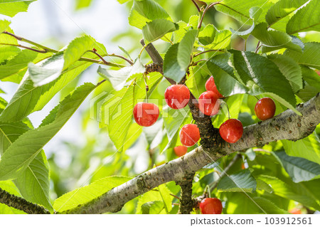 Red Ripe Cherries (Sato Nishiki) Cherry Picking Higashine City, Yamagata Prefecture 103912561
