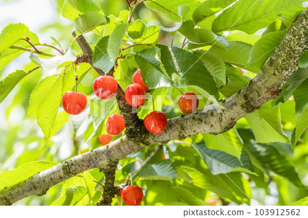 Red Ripe Cherries (Sato Nishiki) Cherry Picking Higashine City, Yamagata Prefecture Red Ripe Cherries (Sato Nishiki) Cherry Picking Higashine City, Yamagata Prefecture 103912562