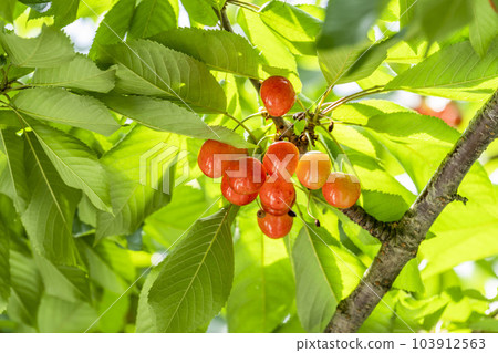 Red Ripe Cherries (Sato Nishiki) Cherry Picking Higashine City, Yamagata Prefecture 103912563