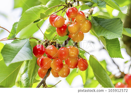 紅成熟的櫻桃（佐藤錦） 櫻桃採摘 山形縣東根市 103912572