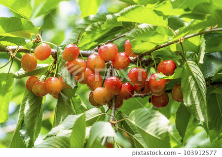 Red Ripe Cherries (Sato Nishiki) Cherry Picking Higashine City, Yamagata Prefecture 103912577