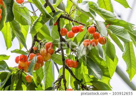 紅成熟的櫻桃（佐藤錦） 櫻桃採摘 山形縣東根市 103912655