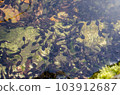 many tadpoles in the pond 103912687