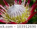 big red protea 103912690